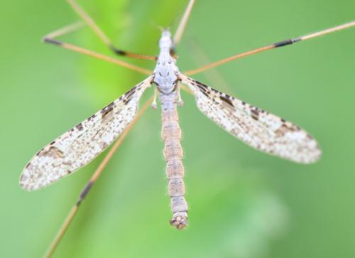 Limnophila pictipennis